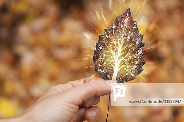 Eine Hand hält ein Herbstblatt mit einem leuchtenden Baum darin Lebenszyklus spirituelles Konzept