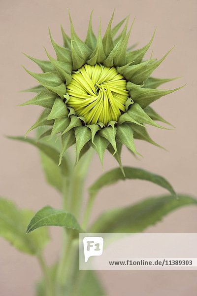 Not yet bloomed sunflower (Helianthus annuus)  Germany  Europe