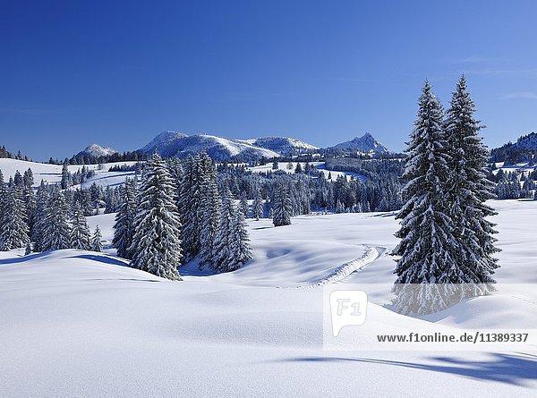 Tief verschneite Winterlandschaft in den Allgäuer Alpen  bei Bad Hindelang  Oberallgäu  Allgäu  Bayern  Deutschland  Europa