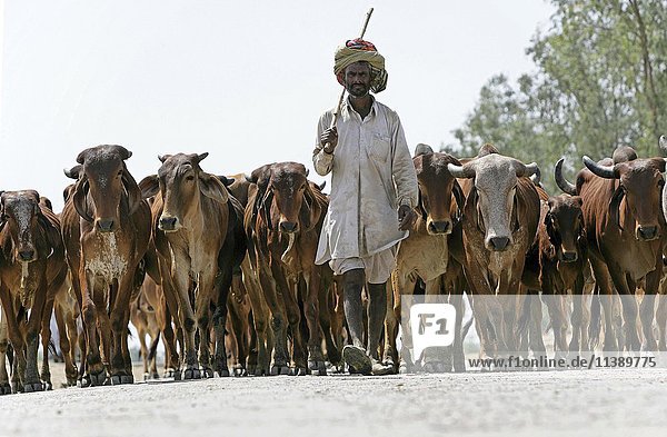 Kühe  Herde auf der Straße  bei Bharatpur  Rajasthan  Indien  Asien