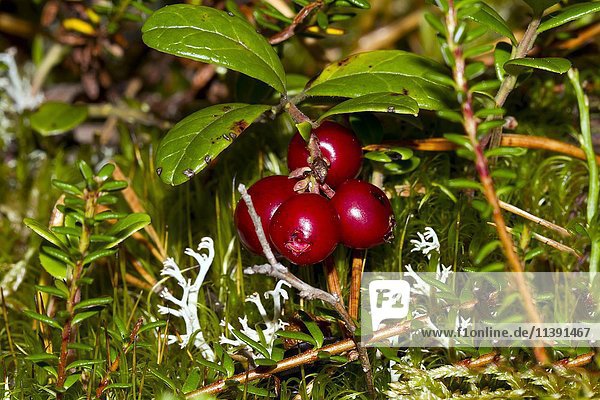 Preiselbeere  auch Rebhuhnbeere oder Preiselbeere (Vaccinium vitis-idaea)  Kuhmo  Kainuu  Nordkarelien  Finnland  Europa