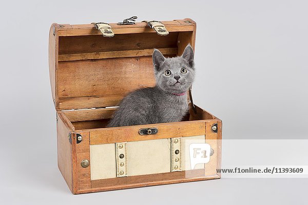 Russisch Blau Katze  acht Wochen altes Kätzchen  in Holzkiste