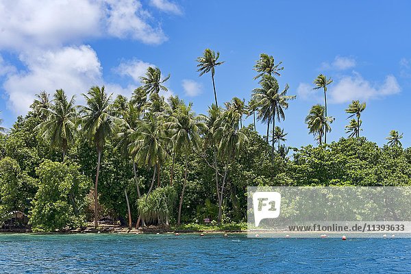 Palmenstrand auf Raiatea  Französisch-Polynesien  Südpazifik  Ozeanien