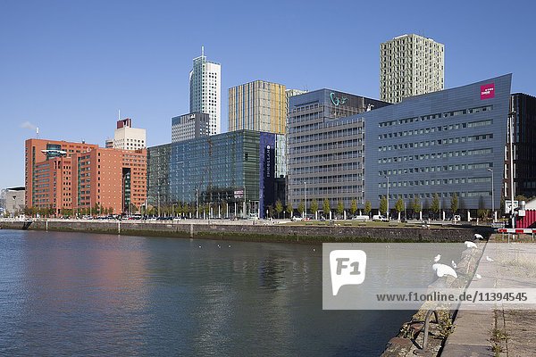 Moderne Wohnhäuser und Bürogebäude  Kop van Zuid  Rotterdam  Holland  Niederlande