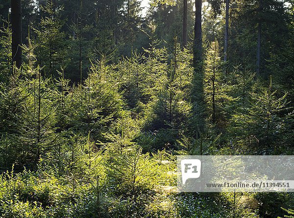 Fichtenwald  Gemeine Fichte (Picea abies)  im Gegenlicht  Thüringer Wald  Thüringen  Deutschland  Europa