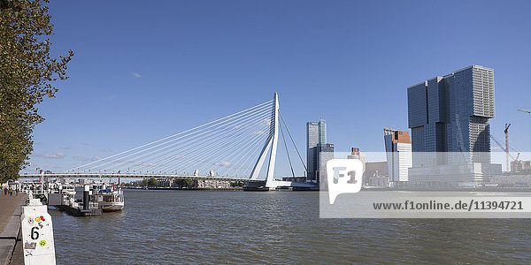 Erasmus Bridge across River Nieuwe Maas  Kop van Zuid  Rotterdam  Holland  Netherlands