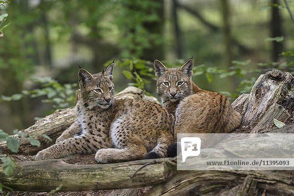 Eurasische Luchse (Lynx lynx) liegen zusammen zwischen Baumstämmen  captive  Parc Animalier de Sainte-Croix  Naturpark  Rhodes  Département Moselle  Lothringen  Frankreich  Europa