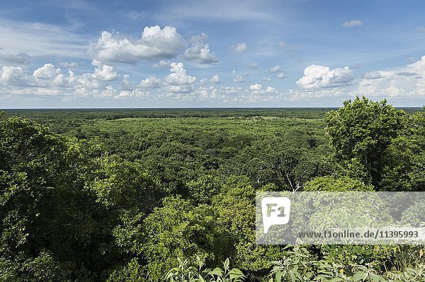 Blick auf den Dschungel von der Spitze von Ek Balam  alte Maya-Ruine  Yucatan  Mexiko  Mittelamerika