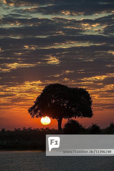 Sonnenaufgang hinter Baum am Chobe Fluss  Chobe Nationalpark  Grenzfluss Botswana  Namibia  Afrika
