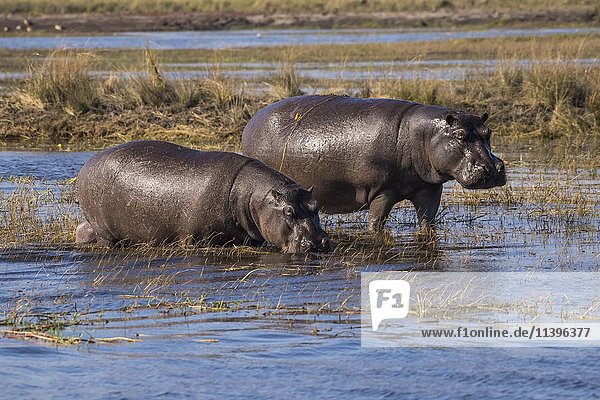 Zwei Flusspferde (Hippopotamus amphibius) im Wasser am Chobe Fluss  Chobe Nationalpark  Botswana  Afrika