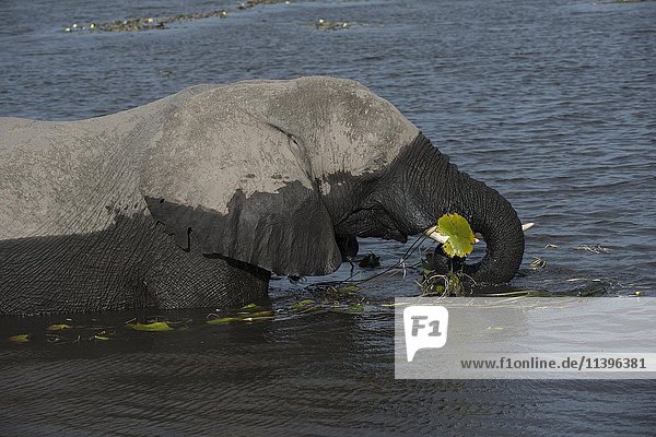 Afrikanischer Elefant  (Loxodonta africana) beim Fressen von Wasserpflanzen im Chobe Fluss  Chobe Nationalpark  Botswana  Afrika
