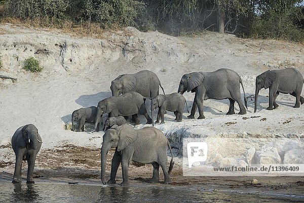 Afrikanische Elefanten  (Loxodonta africana)  Herde am Chobe Fluss  Chobe Nationalpark  Botswana  Afrika