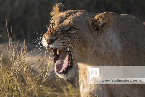 Löwin (Panthera leo) knurrend  Chobe-Nationalpark  Botsuana  Afrika