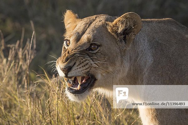 Löwin (Panthera leo) knurrend,  Chobe-Nationalpark,  Botsuana,  Afrika