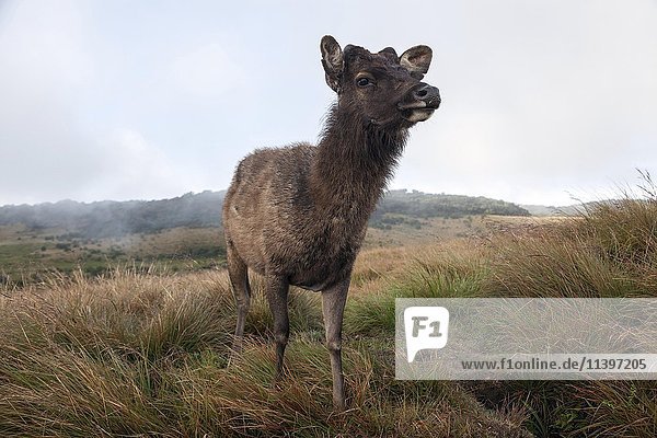 Sambarhirsch Cervus unicolor , weiblich, Horton Plains National Park