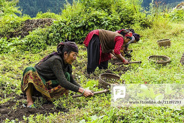 Einheimische Frauen ernten Kartoffeln auf einem grünen Feld  Timang  Bezirk Manang  Nepal  Asien