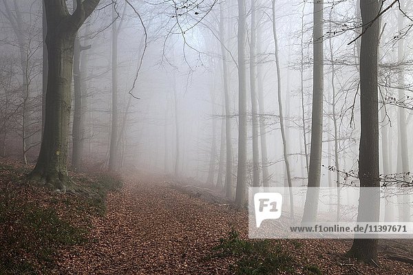 Waldweg mit Herbstlaub in einem Buchenwald (Fagus)  Nebel  Baden-Württemberg  Deutschland  Europa