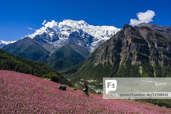 Bauernhaus mit rosa blühenden Buchweizenfeldern  oberes Marsyangdi-Tal  Berg Annapurna 2 in der Ferne  Ghyaru  Bezirk Manang  Nepal  Asien