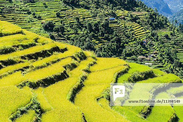 Landwirtschaftliche Landschaft  grüne Reisterrassen und Gerstenfelder im oberen Modi Khola-Tal  Landruk  Bezirk Kaski  Nepal  Asien