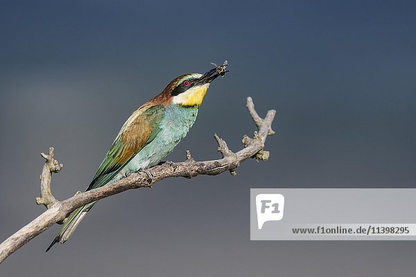 Bienenfresser (Merops apiaster) mit Biene auf Ast  Reinland-Pfalz  Deutschland  Europa