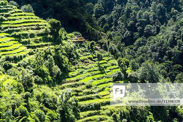 Agrarandschaft grüne Reisterrassen und Gerstenfelder Bauernhof im oberen Modi Khola Tal Landruk Kaski Nepal Asien