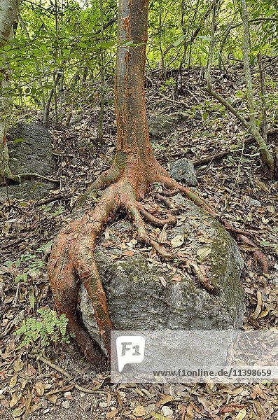 Chaca (Bursera simaruba) roots growing around rock  Arroyo de la Poza Azul  Apazapan  Veracruz  Mexico  Central America