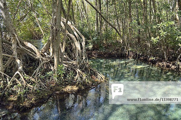 Freshwater source in mangrove forest (Rhizophora)  near Celestun  Yucatan  Mexico  Central America
