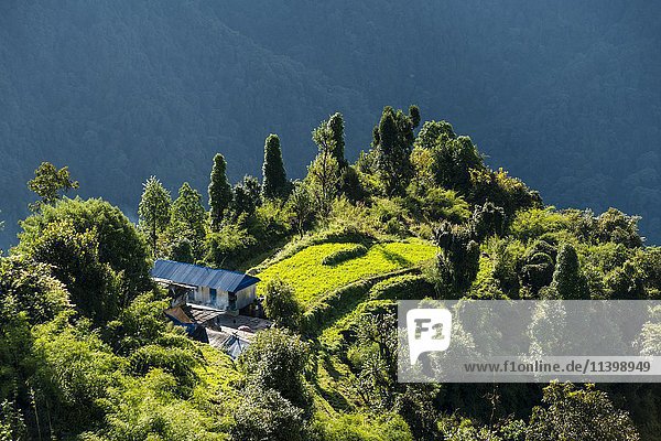 Blick auf eine Landschaft mit grünen Reisfeldern und Bauernhaus  oberes Modi Khola-Tal  Chomrong  Distrikt Kaski  Nepal  Asien