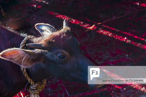 Wasserbüffel angebunden  um geopfert zu werden  Blut auf dem Boden  Hindu-Fest Dashain  Gorakhnath-Tempel  Gorkha  Gorkha-Distrikt  Nepal  Asien