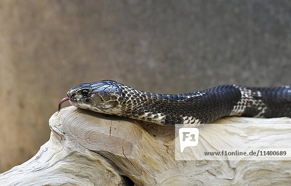 Indische Kobra (Naja naja) schnalzt mit der Zunge  gefangen