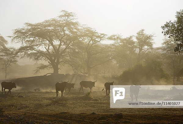 Rinderherde in staubiger Gegenlichtlandschaft  Sesfontein  Namibia  Afrika