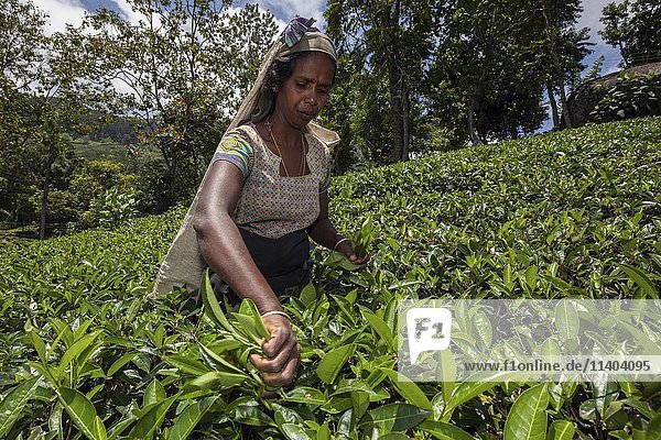 Teepflückerin  Tee (Camellia sinensis)  Hochlandanbau  Glenloch-Plantage  Thawalanthenna  Zentralprovinz  Sri Lanka  Asien