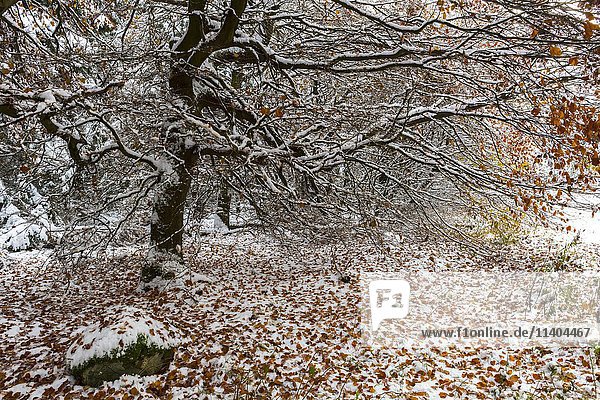Buche mit Herbstlaub und Schnee  Wintereinbruch  Naturpark Meißner Kaufunger Wald  Hessen  Deutschland  Europa