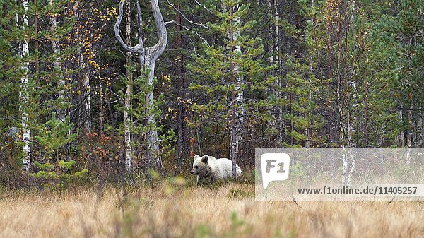 Braunbär (Ursus arctos)  Jungtier im Herbstwald  Kainuu  Karelien  Finnland  Europa