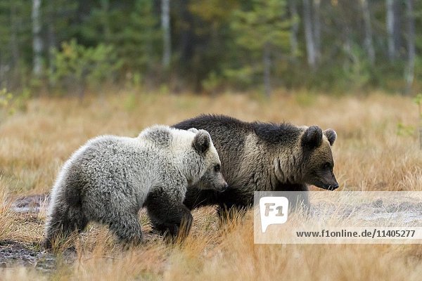 Brown bears (Ursus arctos)  cubs in autumn forest  Kuhmo  Kainuu  North Karelia  Finland  Europe