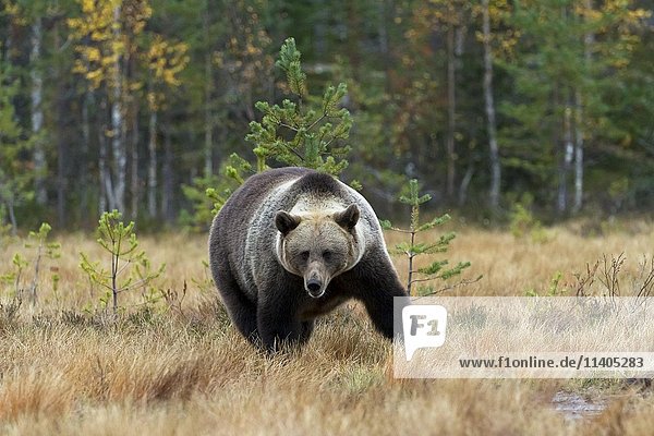 Braunbär (Ursus arctos)  männlich  im Wald  Kuhmo  Kainuu  Nordkarelien  Finnland  Europa