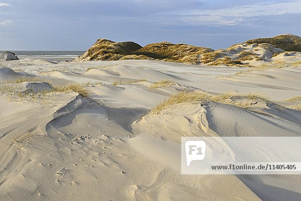 Weiße Dünen Nordsee Amrum Nordfriesische Insel Nordfriesland Schleswig-Holstein Deutschland Europa
