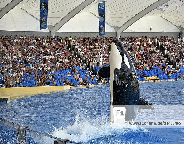 Orca (Orcinus orca) bei der Aufführung  Orca-Show  Loro Parque  Puerto de la Cruz  Teneriffa  Kanarische Inseln  Spanien  Europa