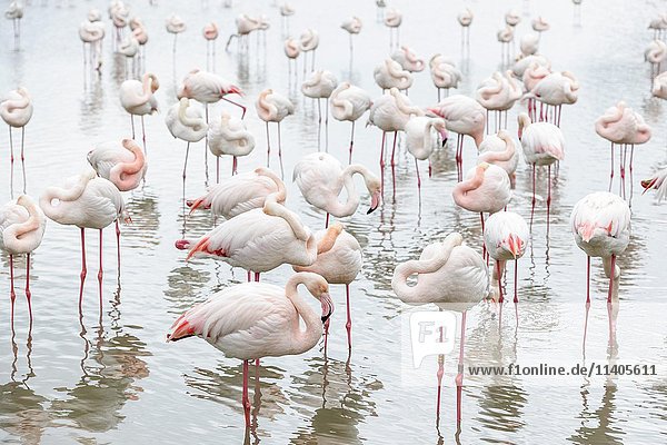 Rosa Flamingos (Phoenicopterus roseus) im Wasser  Köpfe im Gefieder  Parc ornithologique de Pont de Gau  Saintes-Marie de la Mer  Camargue  Südfrankreich  Frankreich  Europa
