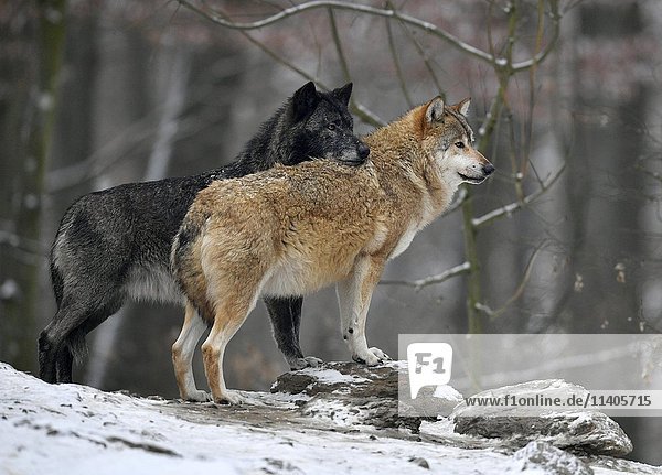 Ostwölfe (Canis lupus lycaon) im Schnee  in Gefangenschaft  Baden-Württemberg  Deutschland  Kontakt  Europa