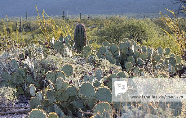 Landschaft mit Kakteen  Saguaro-Nationalpark  Sonoran-Wüste  Arizona  USA  Nordamerika