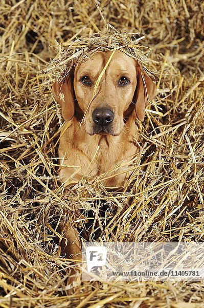 Labrador Retriever  Hündin  gelb  im Stroh liegend