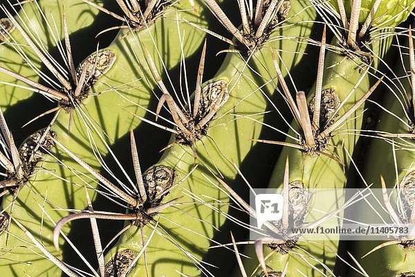 Stacheln des Saguaro-Kaktus (Carnegiea gigantea)  Tucson  Arizona  USA  Nordamerika
