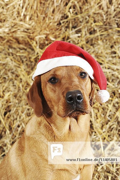 Labrador Retriever  Hund  gelb  mit Weihnachtsmannmütze