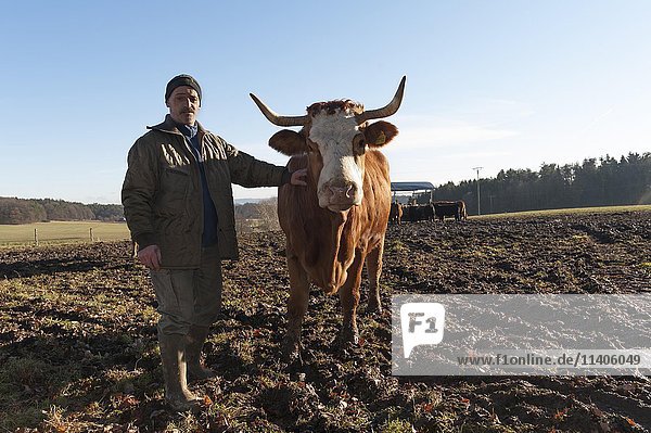Farmer with Salers cow in pasture  Middle Franconia  Bavaria  Germany  Europe