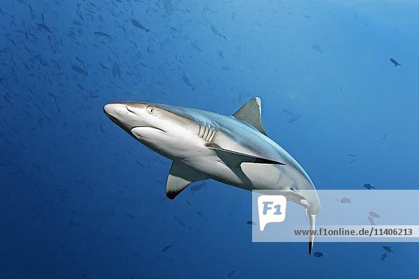 Grey reef shark (Carcharhinus amblyrhynchos) swims through shoal with red-toothed triggerfish (Odonus niger)  Lhaviyani Atoll  Maldives  Asia