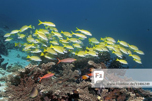 Fischschwarm  Blaustreifen-Schnapper (Lutjanus kasmira) schwimmt über Korallenriff  Saparua  Maluku-Inseln  Banda-See  Pazifischer Ozean  Indonesien  Asien