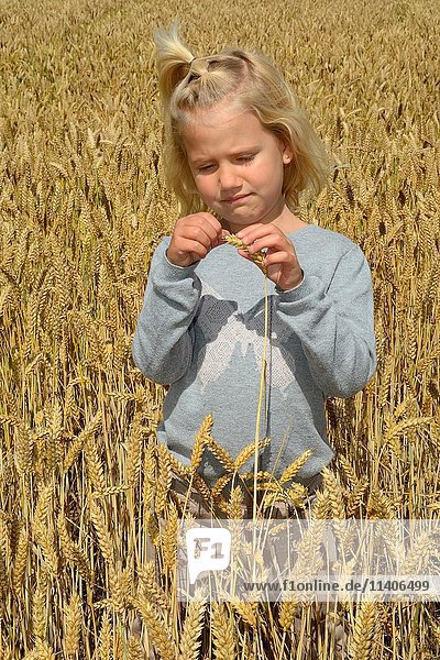 Junges Mädchen steht in einem Weizenfeld  Schweden  Europa