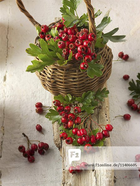May-tree  whitethorn  or hawberry (Crataegus sp.)  fresh berries and foliage in basket