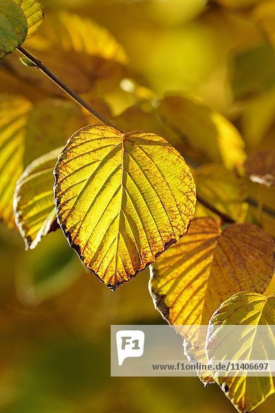 Herbstblätter mit goldgelber Farbe  Nordrhein-Westfalen  Deutschland  Europa